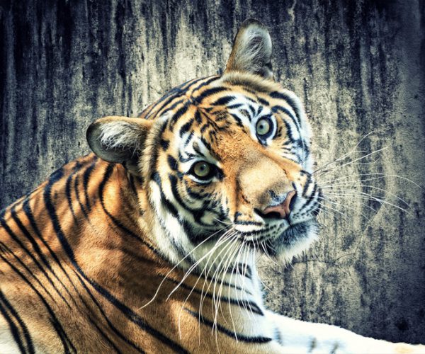 Tiger against grunge wall